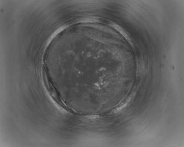 X0000077380853200611031934