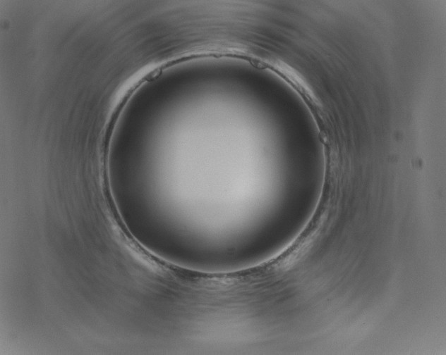 X0000077380854200611031934