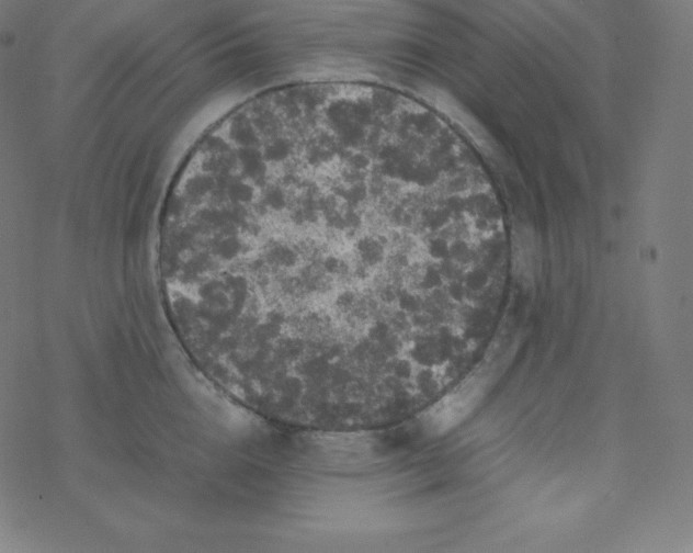 X0000077380856200611031935