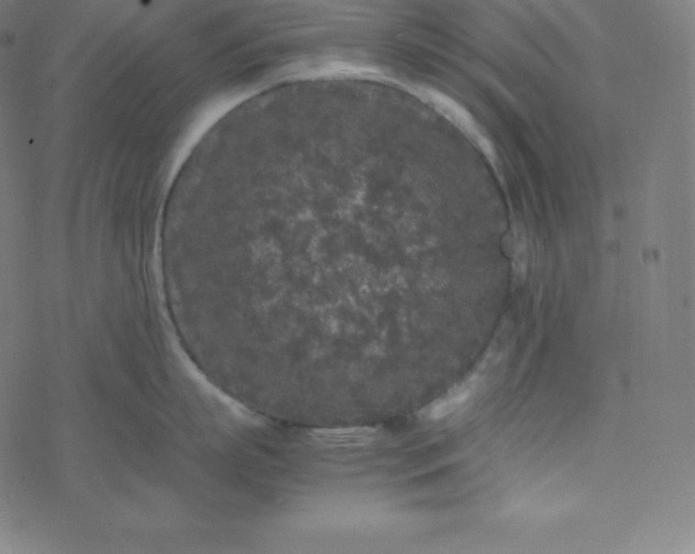 X0000077380863200611031935