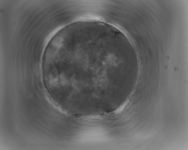 X0000077380864200611031935