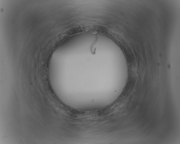 X0000077380865200611031934