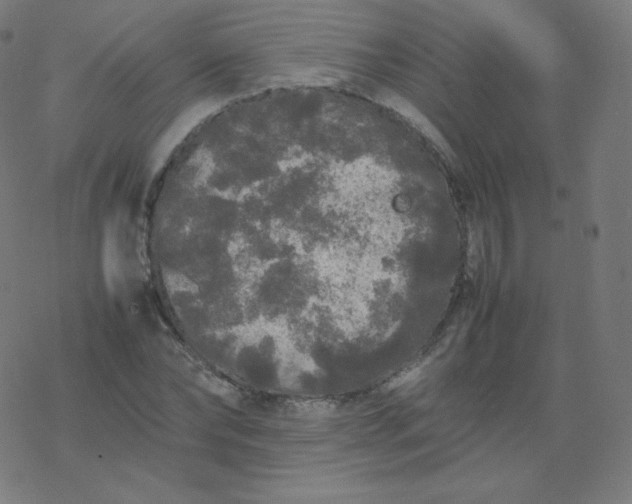 X0000077380878200611031934