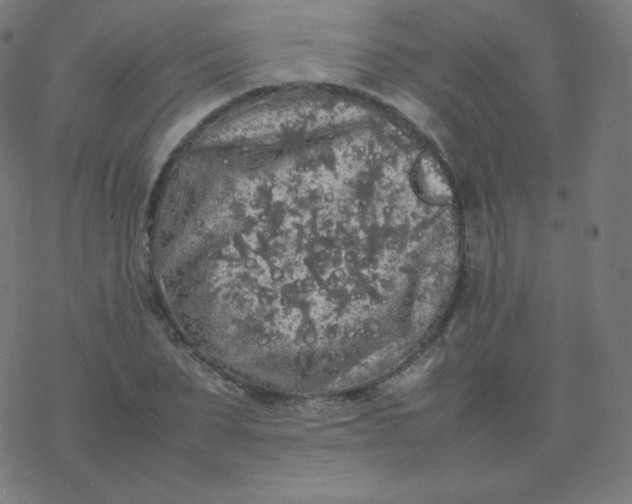 X0000077380879200611031934