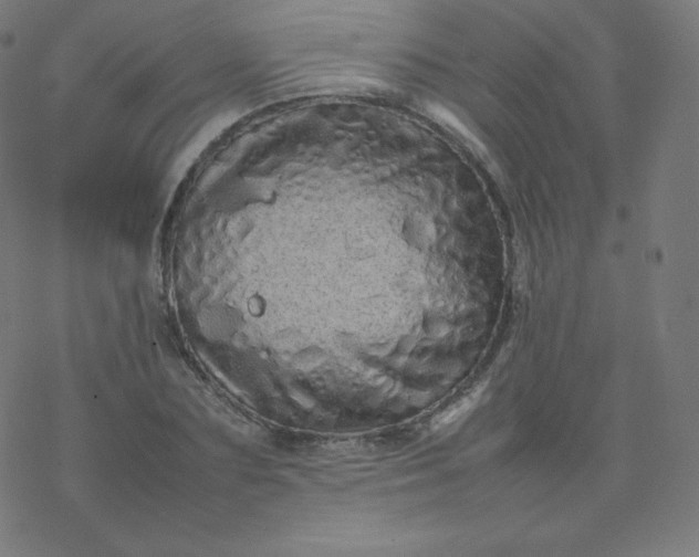 X0000077380883200611031934