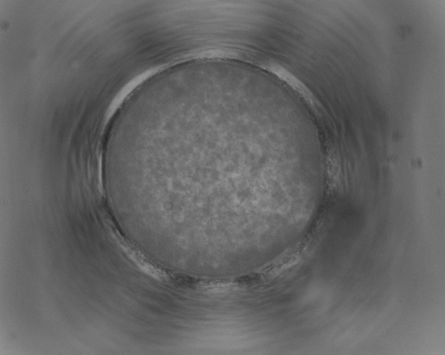 X0000077380886200611031934