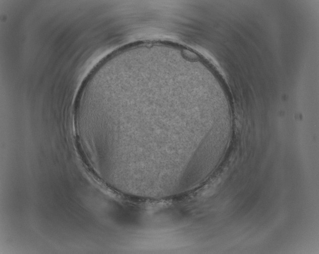 X0000077380887200611031934