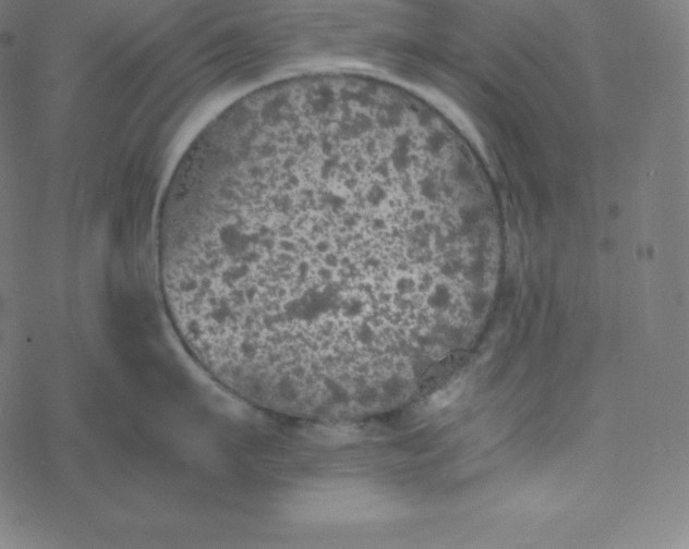 X0000077380911200611031933