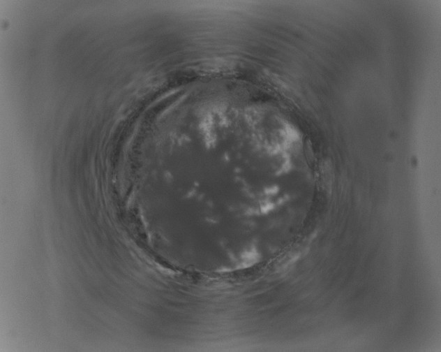 X0000077380913200611031932