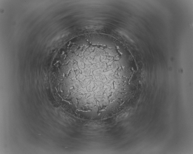 X0000077380917200611031932