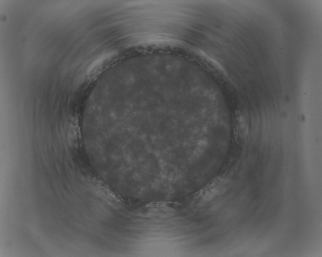 X0000077380918200611031932