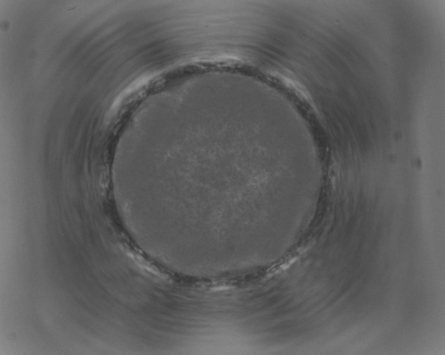 X0000077380920200611031932