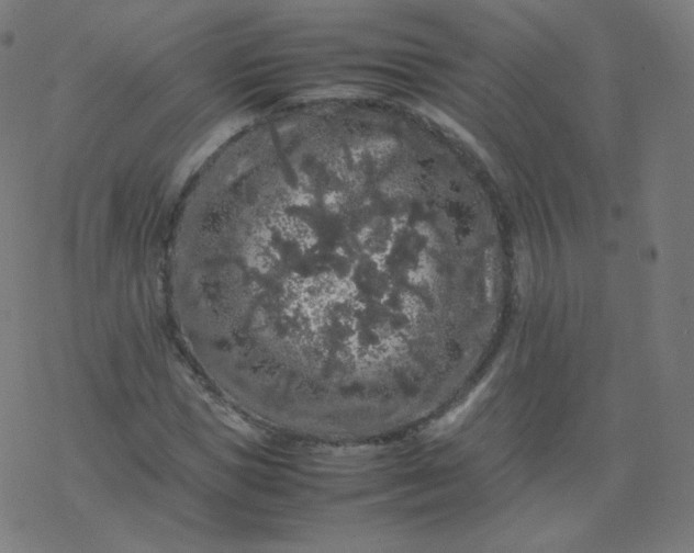 X0000077380921200611031932