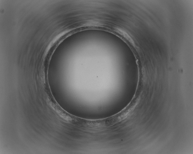 X0000077380931200611031933