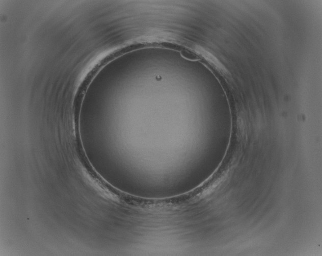 X0000077380934200611031933