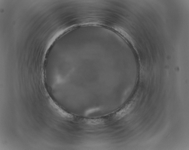 X0000077380941200611031933