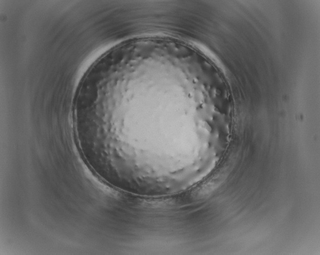 X0000077380951200611031933