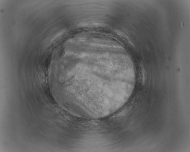 X0000077380966200611031932