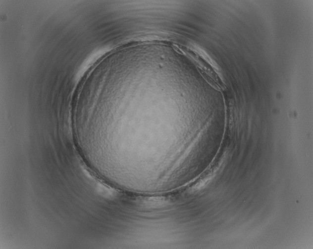 X0000077380986200611031932