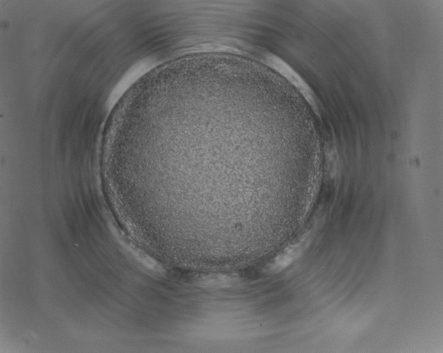 X0000077381002200611031932