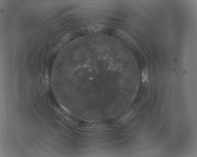 X0000077381011200611031931