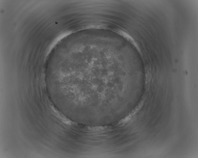 X0000077381019200611031931