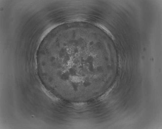 X0000077381031200611031931