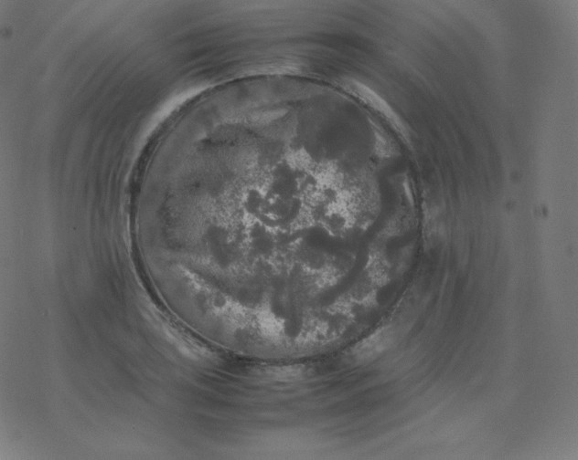 X0000077381035200611031931