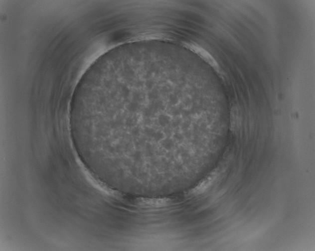 X0000077381039200611031931