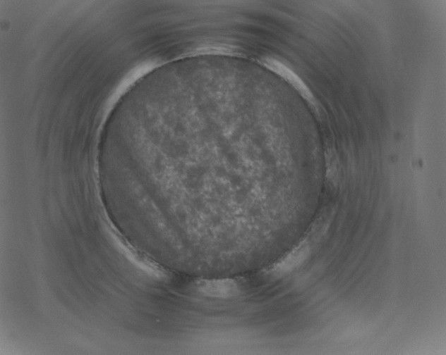 X0000077381043200611031931