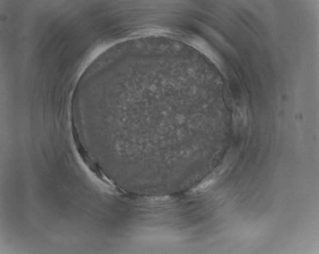 X0000077381055200611031932