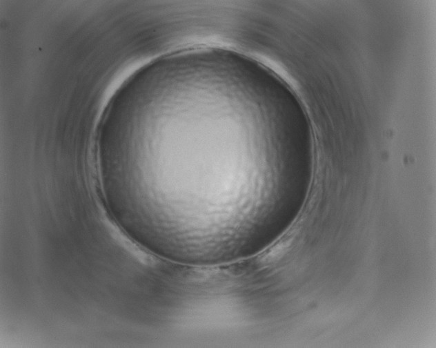 X0000077381056200611031932