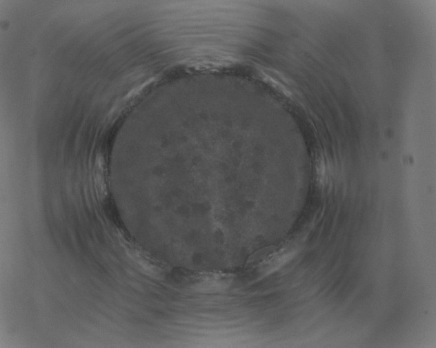 X0000077381060200611031931