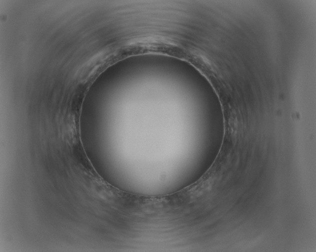 X0000077381062200611031931