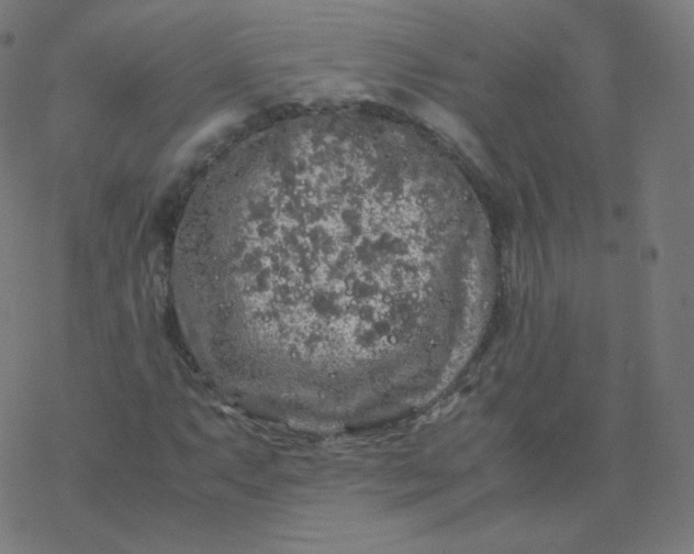 X0000077381063200611031931