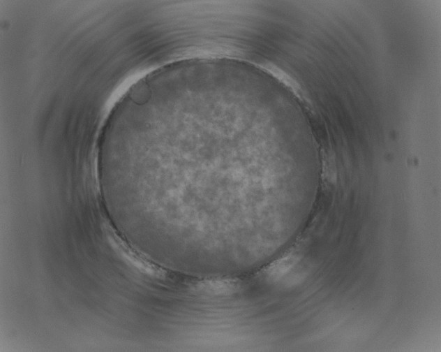 X0000077381078200611031930