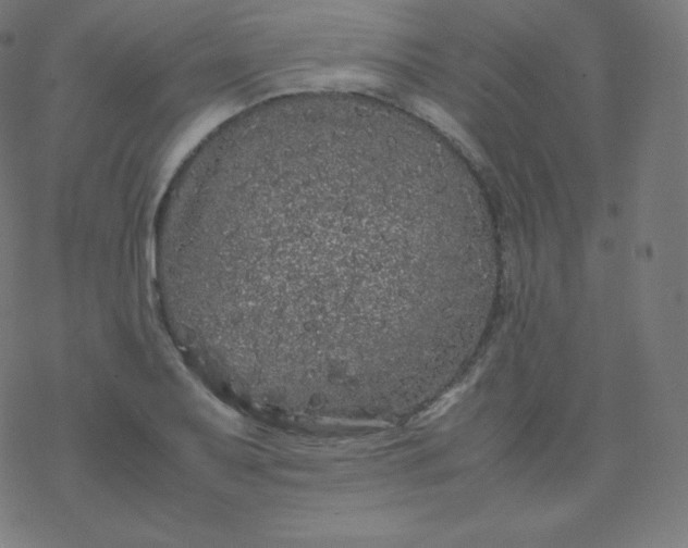 X0000077381079200611031930