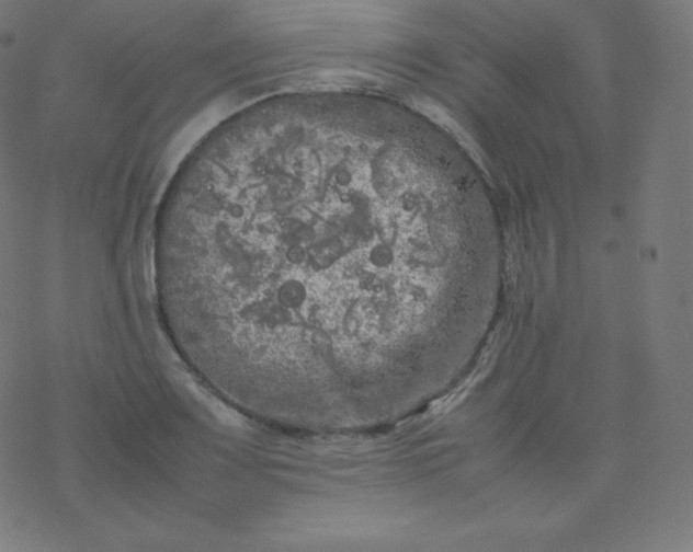 X0000077381083200611031930