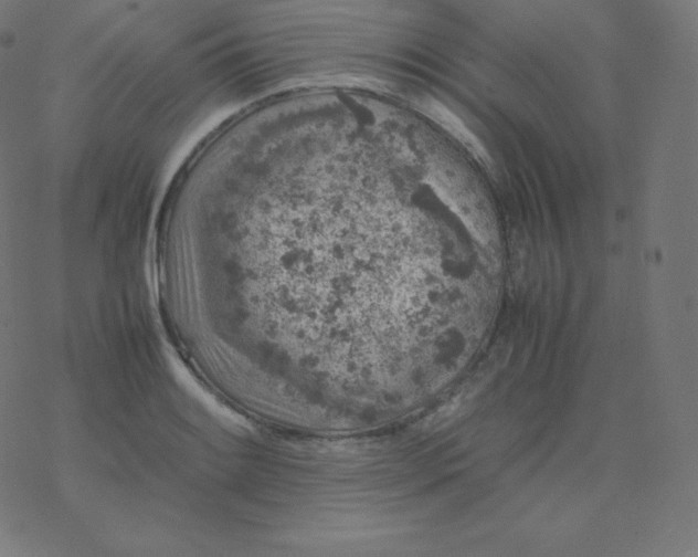 X0000077381084200611031930