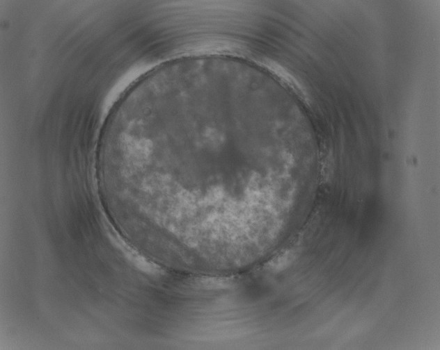 X0000077381086200611031930