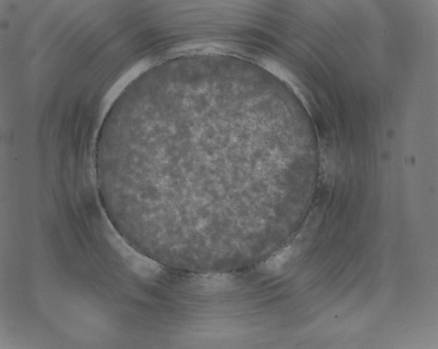 X0000077381090200611031930