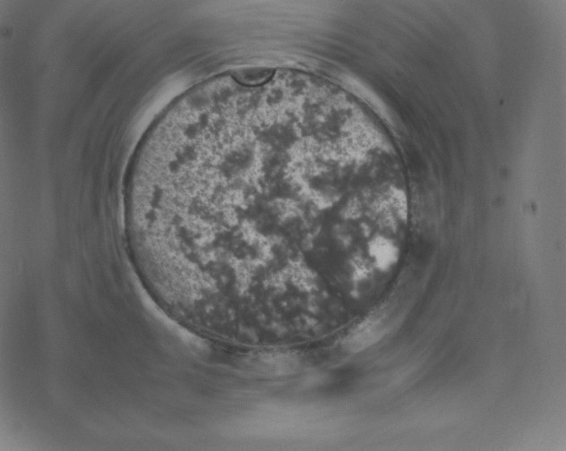 X0000077381095200611031930