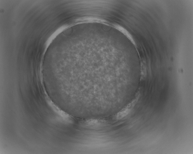 X0000077381098200611031930