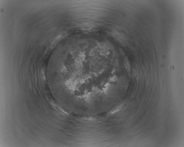 X0000077381106200611031929