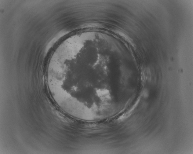 X0000077381117200611031929