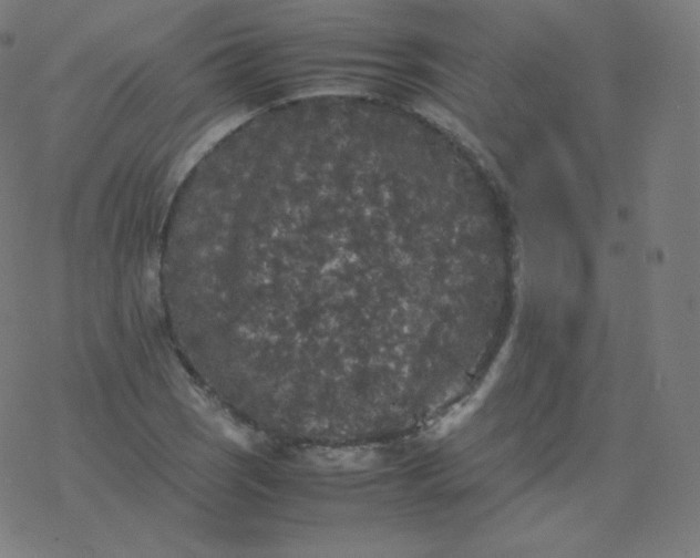 X0000077381121200611031929