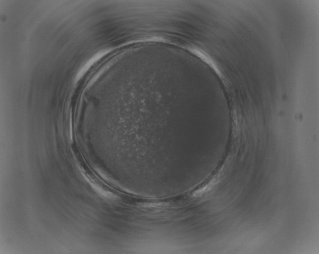 X0000077381127200611031930