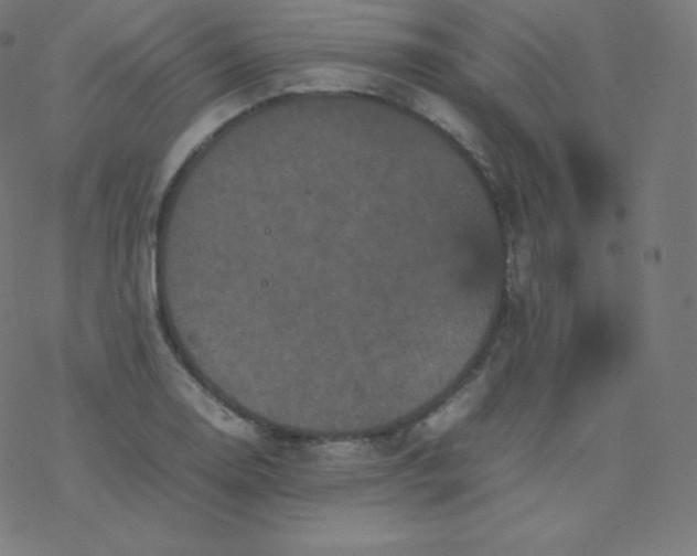 X0000077381130200611031930