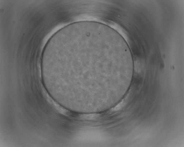 X0000077381150200611031930