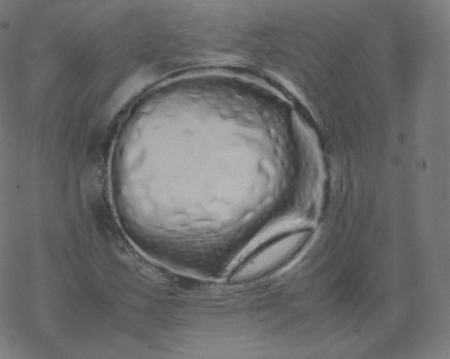 X0000077381163200611031929